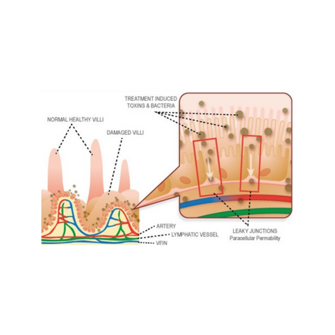 Healthy villi and damaged villi